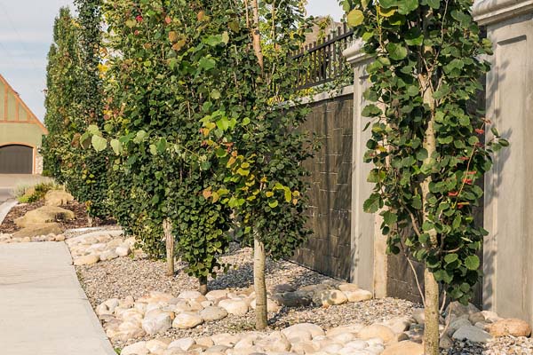 59dae1_048e0c1c312949b2bf0c490166a5e2a4~mv2 residential landscaping