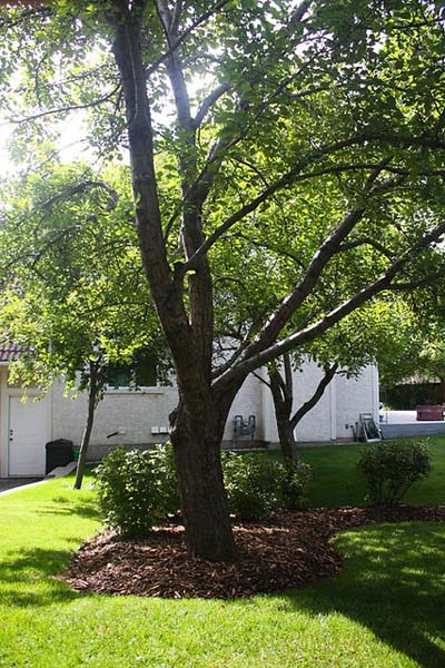59dae1_47a2839266e844bca97bb17f3090352b~mv2_d_2848_4272_s_4_2 residential landscaping