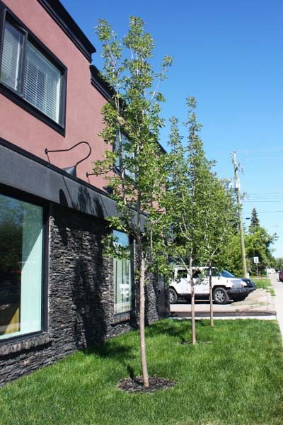 59dae1_4c4842d23b3949aabc055c73be37422a~mv2 commercial landscaping and concrete work