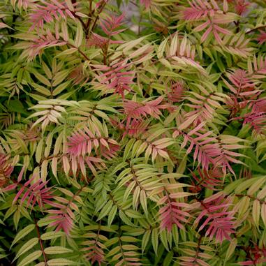Colorful Foliage Plant