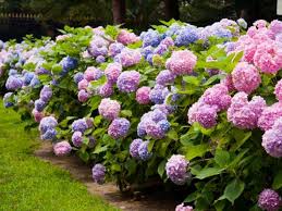 Hydrangea Planting