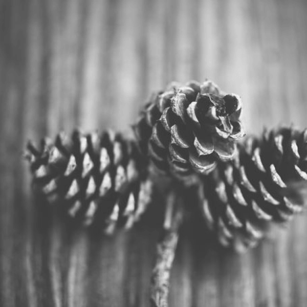 pine cones